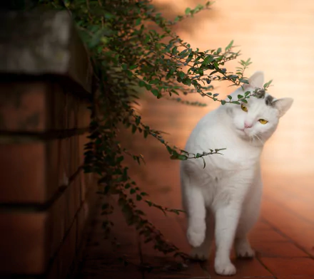 depth of field Animal cat HD Desktop Wallpaper | Background Image