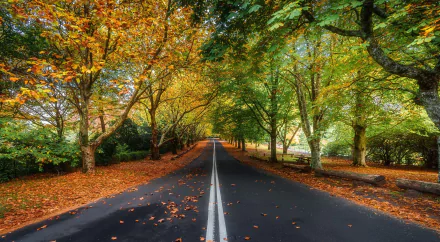 tree-lined fall tree man made road HD Desktop Wallpaper | Background Image