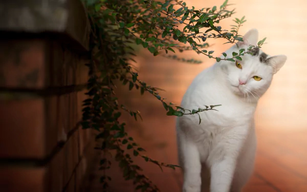 depth of field Animal cat HD Desktop Wallpaper | Background Image