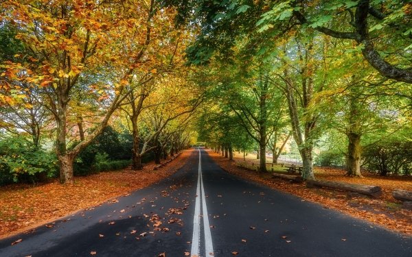 Man Made Road Tree Fall Tree-Lined HD Wallpaper | Background Image