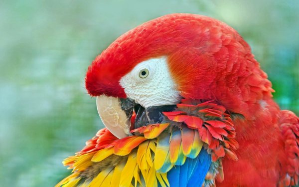 Animal Scarlet Macaw Birds Parrots Macaw Colorful Feather Bird HD Wallpaper | Background Image