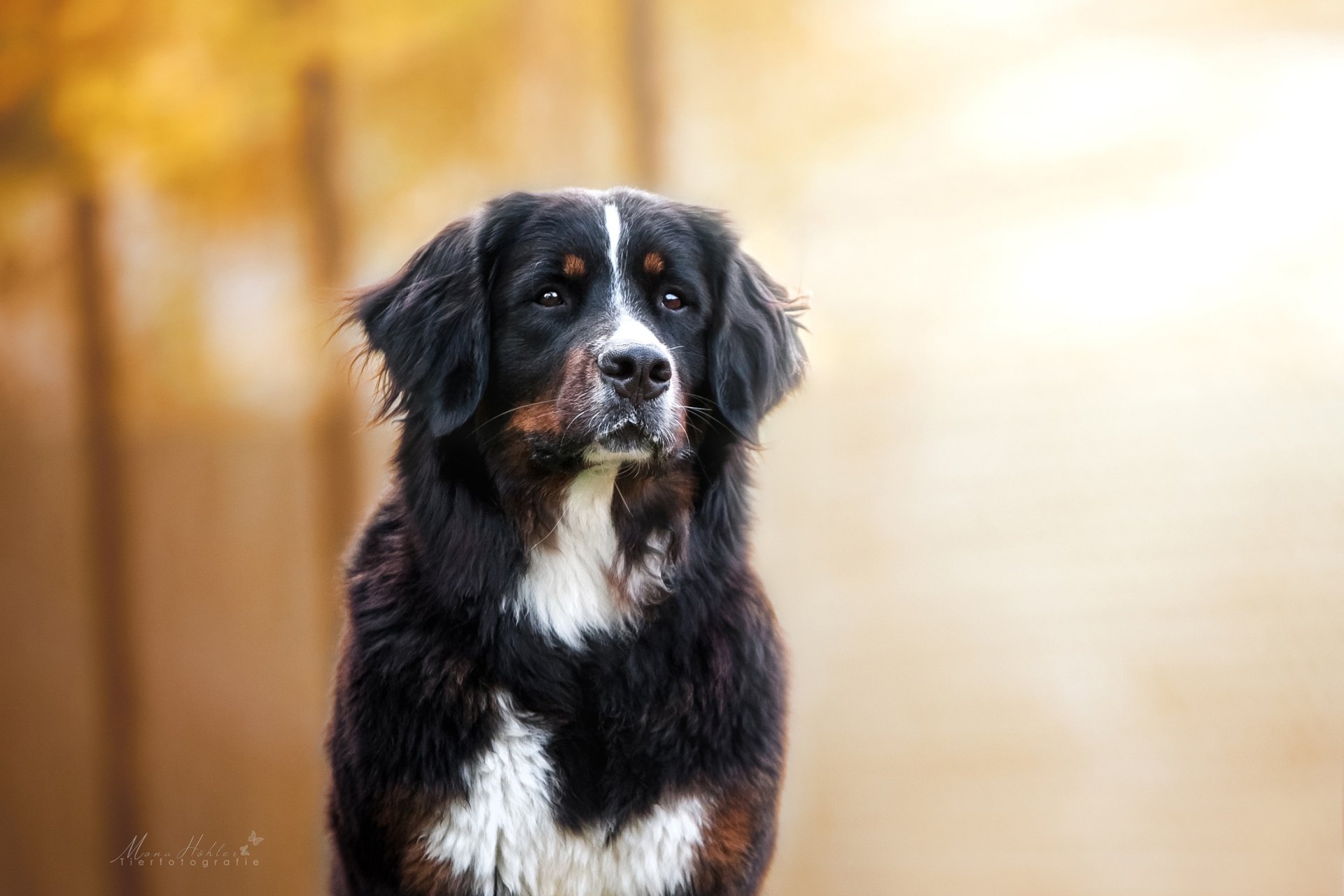 HD desktop wallpaper featuring a Bernese Mountain Dog with glossy black, white, and brown fur against a warm, softly blurred background.
