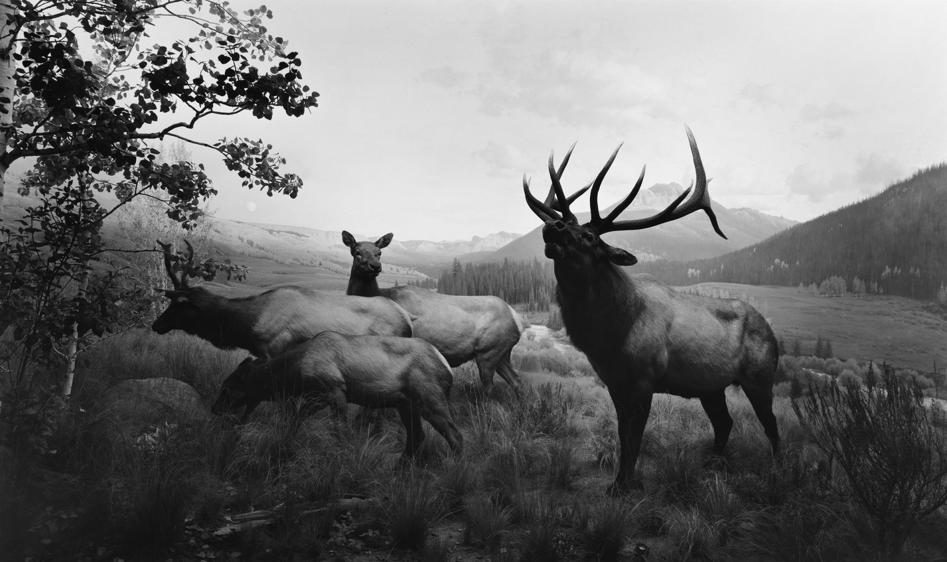 Download Monochrome Animal Elk HD Wallpaper