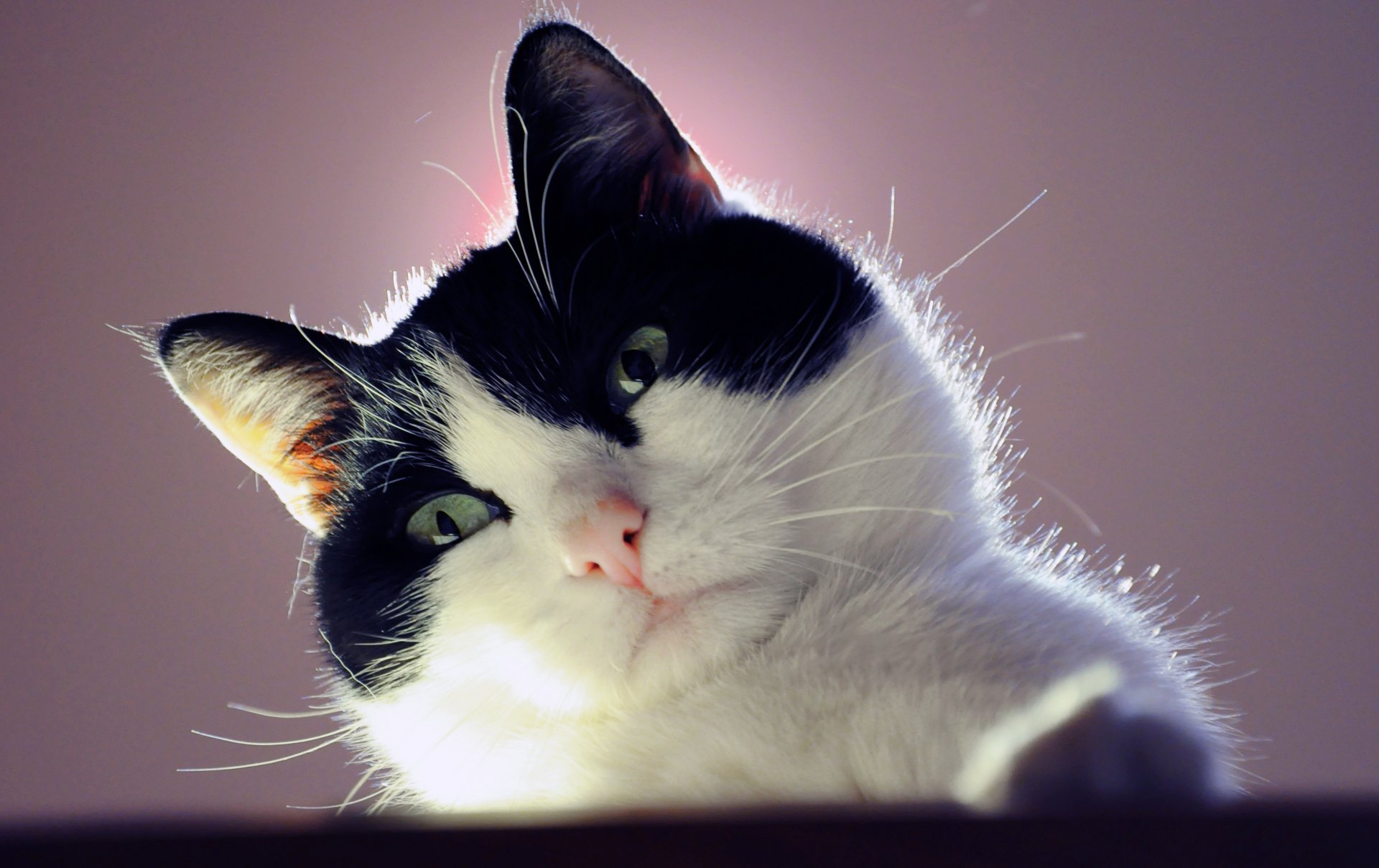 A close-up of a black and white cat with striking green eyes, set against a softly lit background, creating a captivating HD desktop wallpaper.