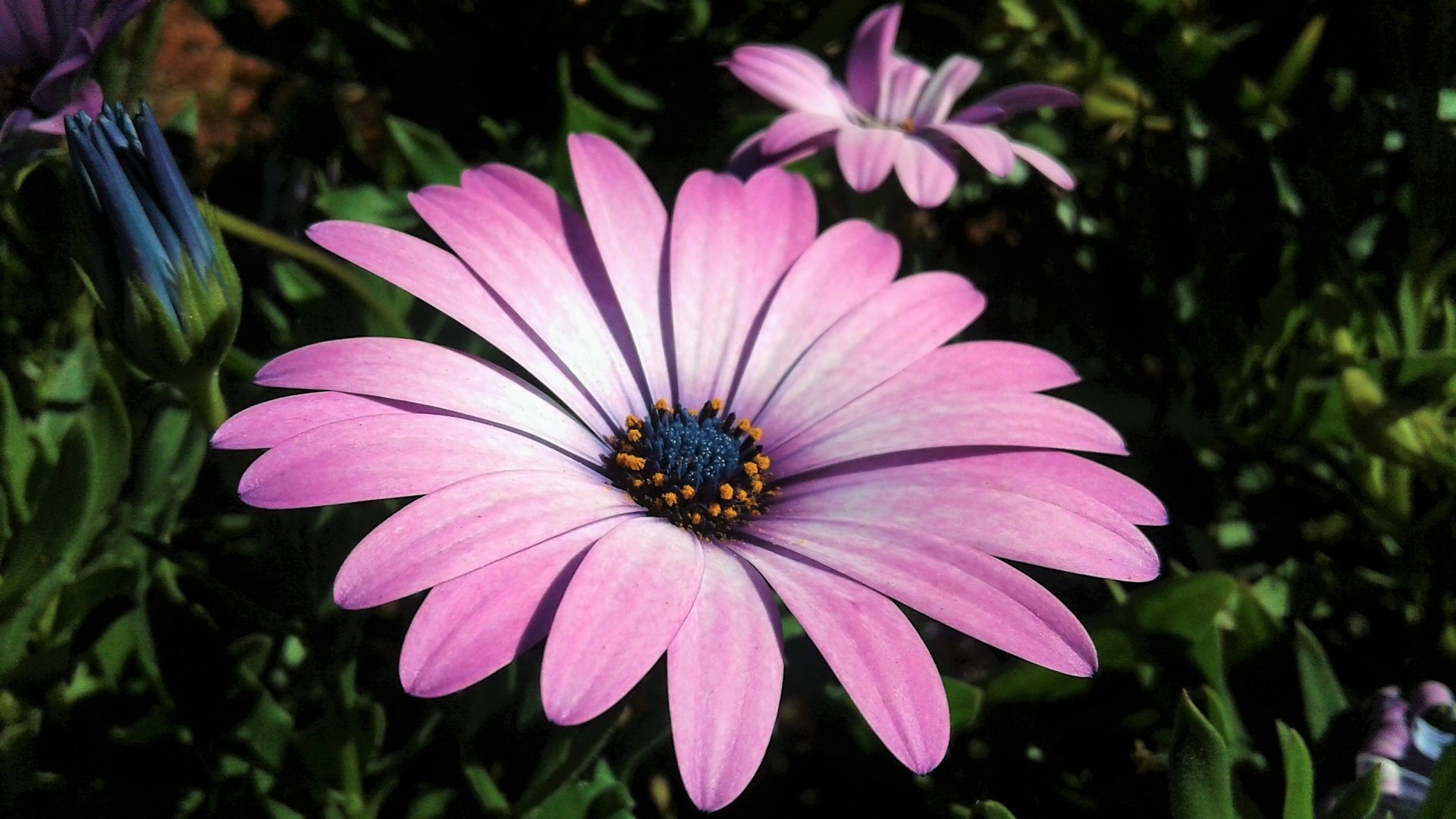 Download Purple Flower Daisy Flower Nature HD Wallpaper | 2560x1440 ...
