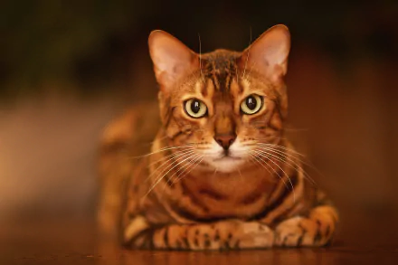 stare Animal cat HD Desktop Wallpaper | Background Image