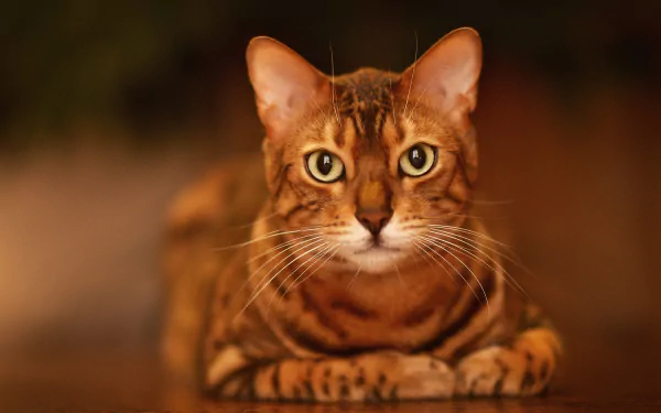 HD desktop wallpaper featuring a close-up of a cat with intense, focused eyes staring directly at the camera.