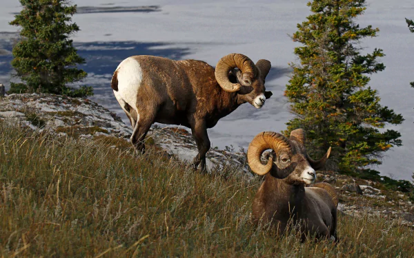 HD desktop wallpaper featuring two majestic bighorn sheep standing on a grassy hillside with evergreen trees and a snow-covered landscape in the background.