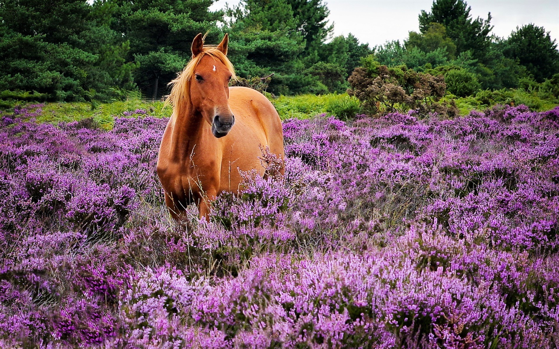 Animal Horse HD Wallpaper | Background Image