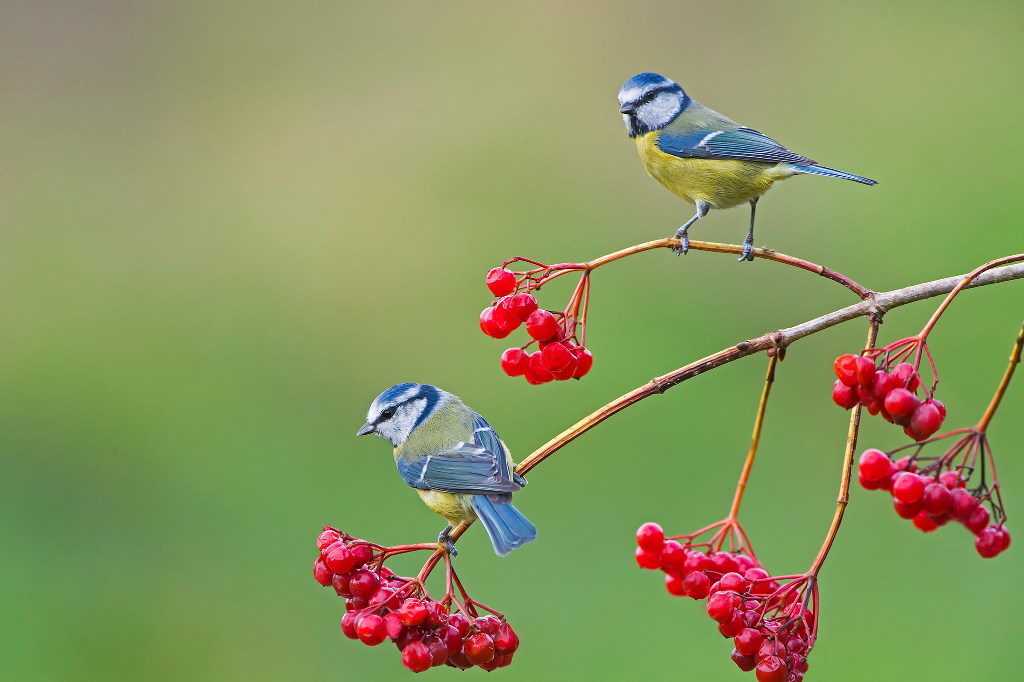 Download Berry Bird Animal Titmouse HD Wallpaper