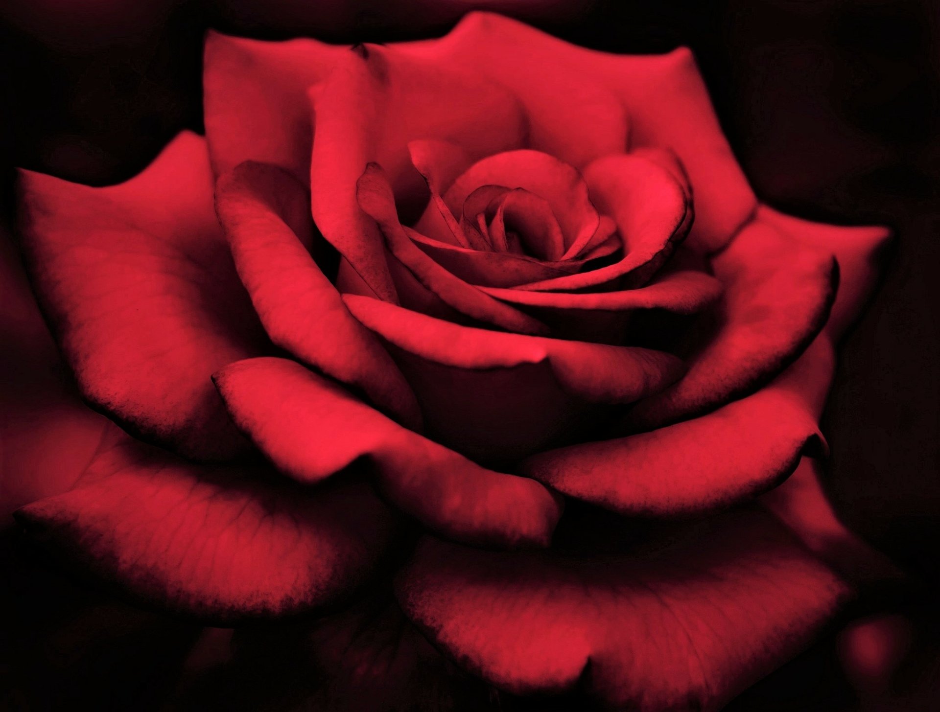 Download Macro Red Flower Close-up Red Rose Flower Nature Rose HD ...