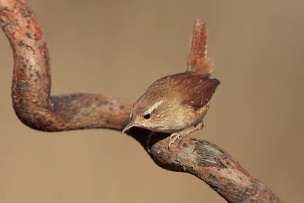 Close-up of a wren (bird, animal) perched on a twisted branch against a soft beige backdrop — 2K Quad HD PC desktop wallpaper/background.
