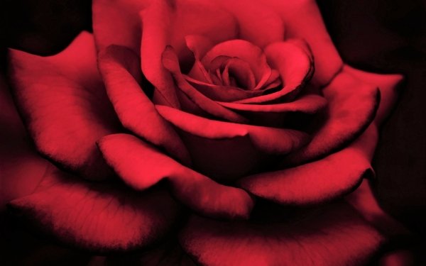 Earth Rose Flowers Flower Red Rose Close-Up Red Flower Macro HD Wallpaper | Background Image