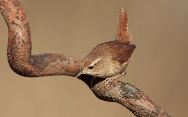 bird Animal wren HD Desktop Wallpaper | Background Image