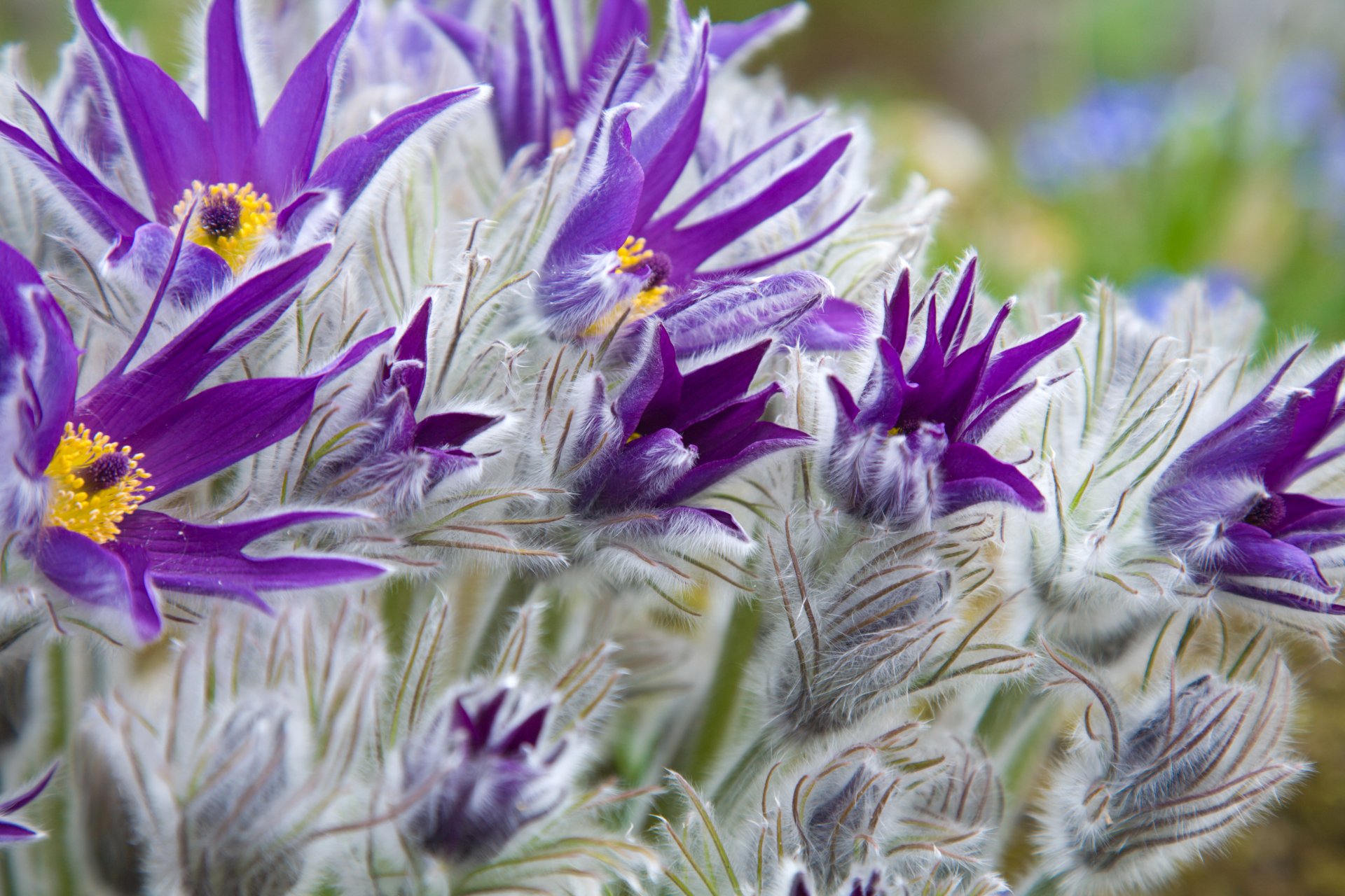 Download Close-up Purple Flower Flower Nature Pulsatilla 4k Ultra HD Wallpaper