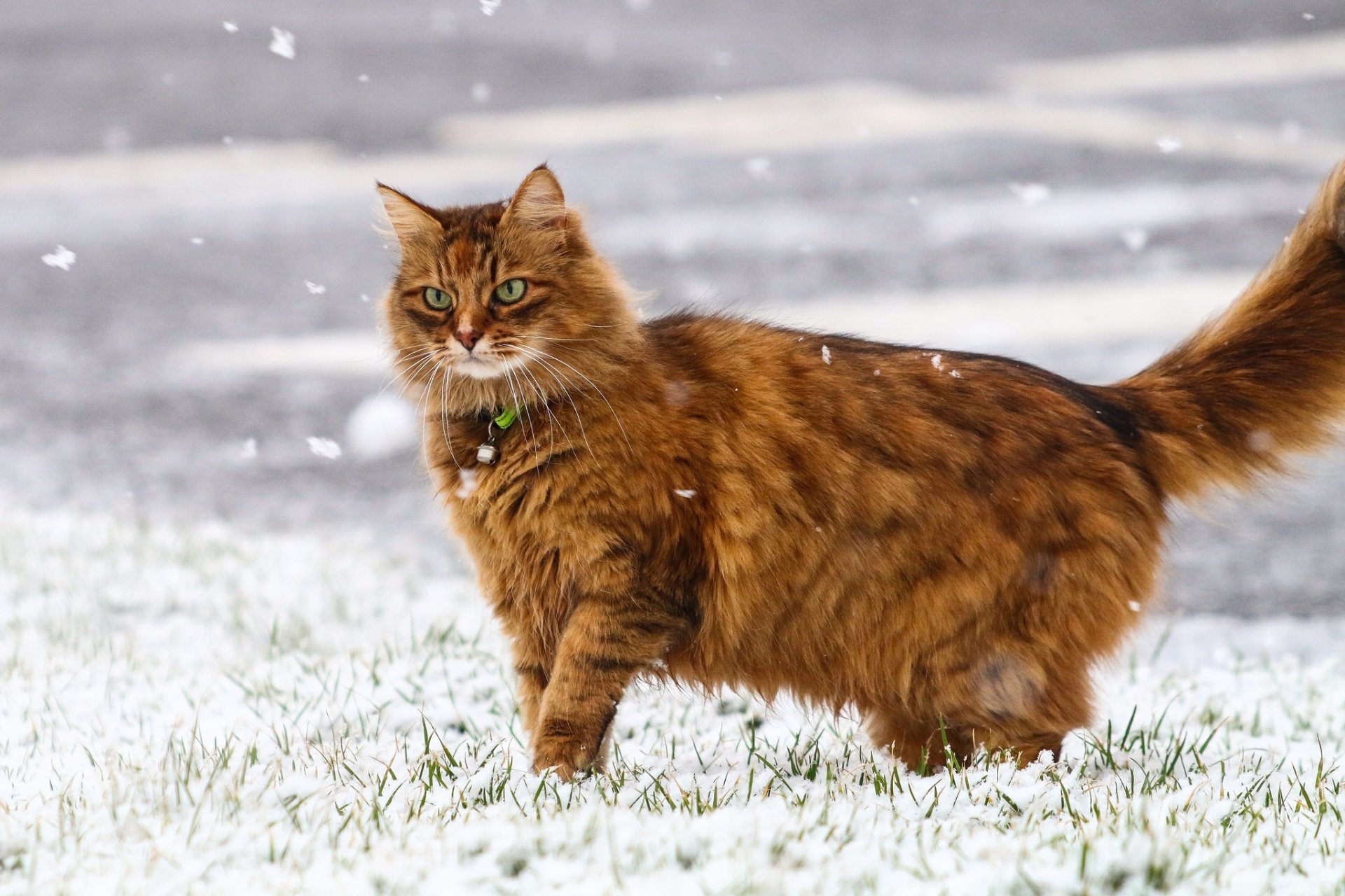 Download Winter Snow Snowfall Animal Cat HD Wallpaper