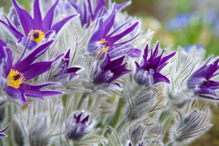 close-up purple flower flower nature Pulsatilla HD Desktop Wallpaper | Background Image