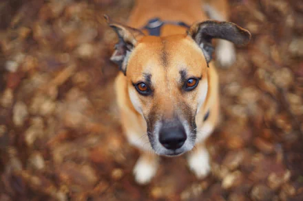 HD PC desktop wallpaper: close-up of a dog (animal) with a prominent muzzle looking up, soft bokeh over an autumn leaf background.