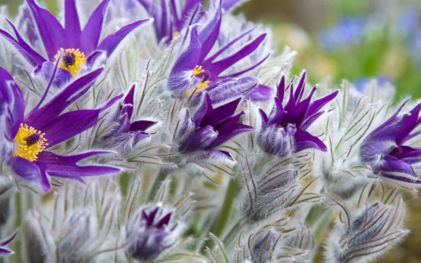close-up purple flower flower nature Pulsatilla HD Desktop Wallpaper | Background Image