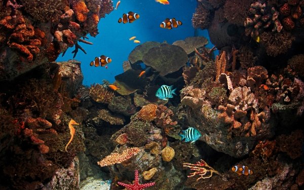 Animal Fish Fishes Starfish Underwater Coral Clownfish HD Wallpaper | Background Image
