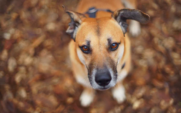 muzzle Animal dog HD Desktop Wallpaper | Background Image