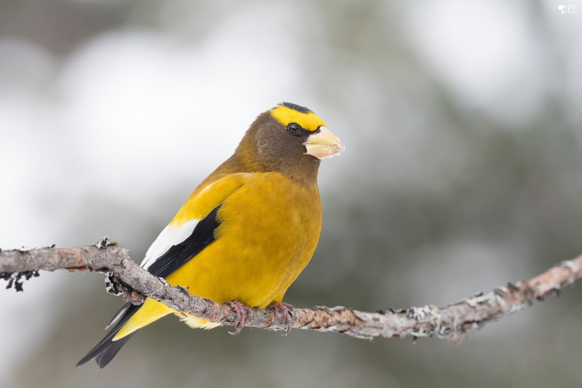 Evening grosbeak (passerine grosbeak animal) — bright yellow bird perched on a snowy branch; HD PC desktop wallpaper and background.