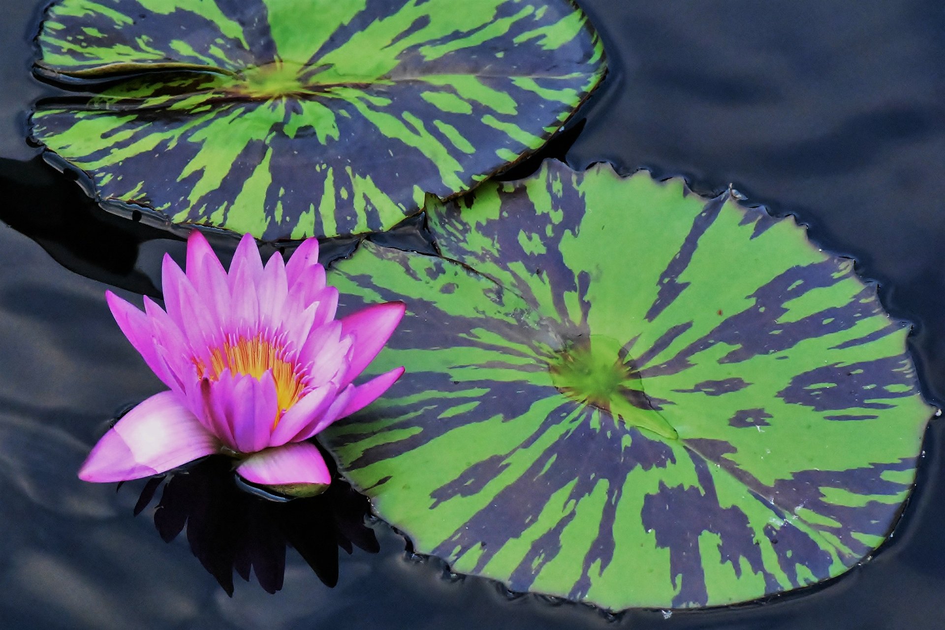 4K Ultra HD PC desktop wallpaper and background: pink water lily flower beside patterned green lily pads floating on a dark pond, tranquil nature scene.