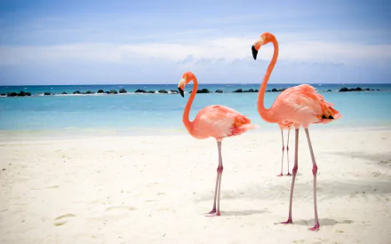Two flamingos stand on a white sandy beach by the calm sea under a cloudy sky, creating a vibrant ocean scene in this HD desktop wallpaper.