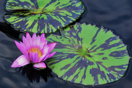 4K Ultra HD PC desktop wallpaper and background: pink water lily flower beside patterned green lily pads floating on a dark pond, tranquil nature scene.
