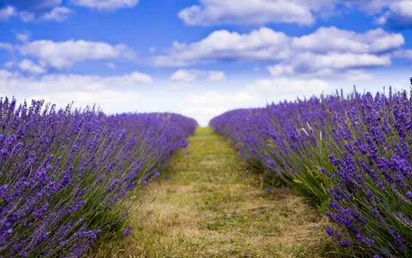 Nature Lavender Flowers Field Sky Cloud Summer Purple Flower HD Wallpaper | Background Image