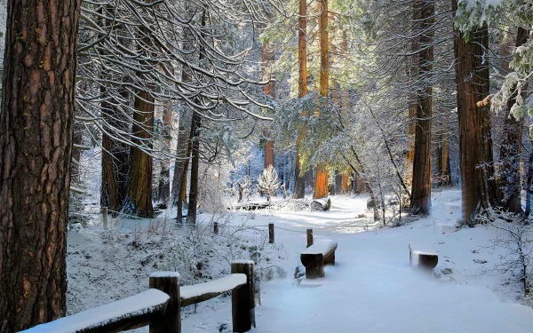 A peaceful winter forest scene with a snow-covered path leading to a bench surrounded by tall trees. This HD desktop wallpaper beautifully captures the serene, snowy landscape.