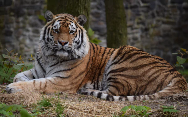 HD desktop wallpaper featuring a majestic tiger lying on the ground with lush greenery and a stone wall in the background.