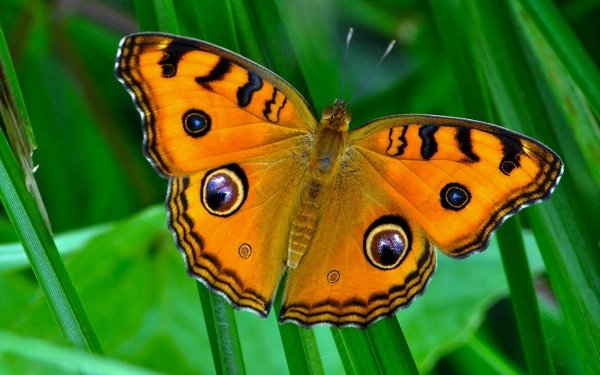 Animal Butterfly Earth orange HD Wallpaper | Background Image