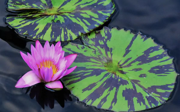 4K Ultra HD PC desktop wallpaper and background: pink water lily flower beside patterned green lily pads floating on a dark pond, tranquil nature scene.