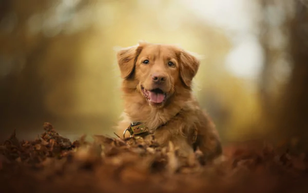 A Nova Scotia Duck Tolling Retriever lies in autumn leaves with a blurred background, showcasing depth of field in this HD desktop wallpaper image.
