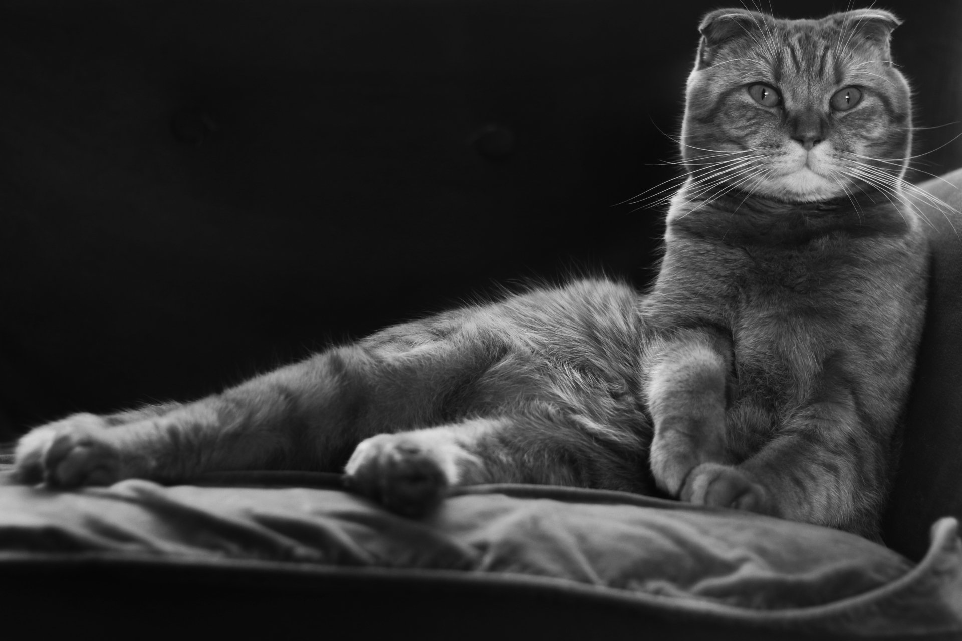 Monochrome black and white 4K Ultra HD wallpaper featuring a relaxed cat lying on a soft surface with a dark background.