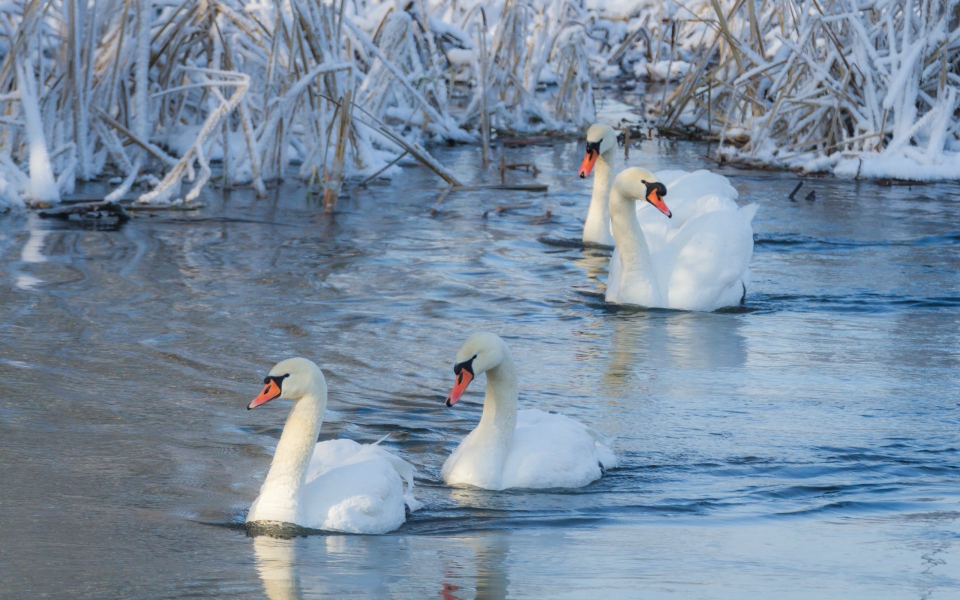 Download Snow Winter Swan Bird Animal Mute Swan HD Wallpaper