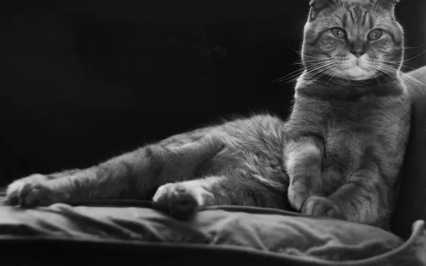 Monochrome black and white 4K Ultra HD wallpaper featuring a relaxed cat lying on a soft surface with a dark background.