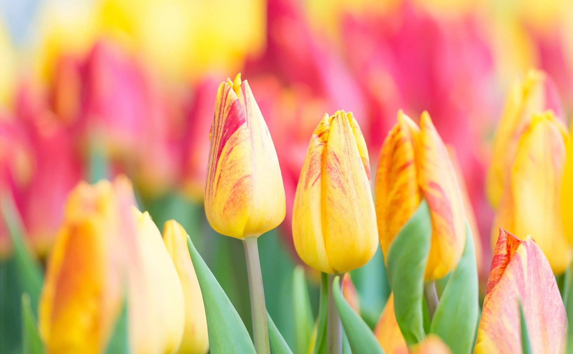 Download Yellow Flower Macro Flower Nature Tulip HD Wallpaper ...