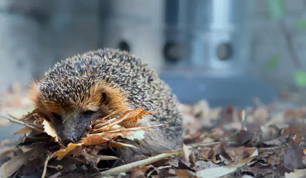 depth of field Animal hedgehog HD Desktop Wallpaper | Background Image