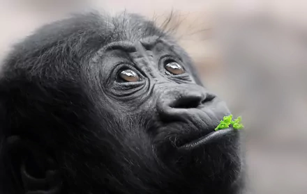 HD PC desktop wallpaper/background: close-up of a baby gorilla — a young ape/monkey-like animal with wide eyes, holding a small green leaf.