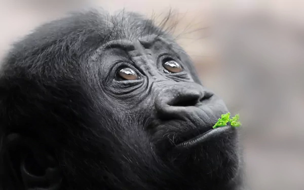 HD PC desktop wallpaper/background: close-up of a baby gorilla — a young ape/monkey-like animal with wide eyes, holding a small green leaf.