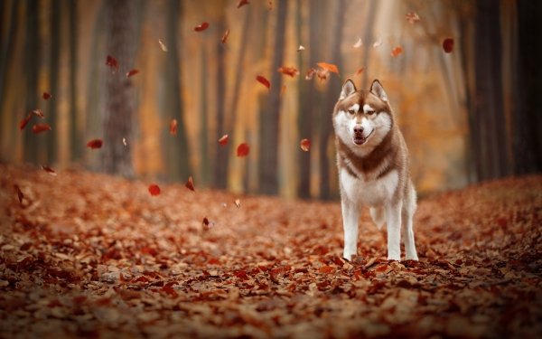 Animal Husky Dogs Dog Fall Leaf Depth Of Field HD Wallpaper | Background Image