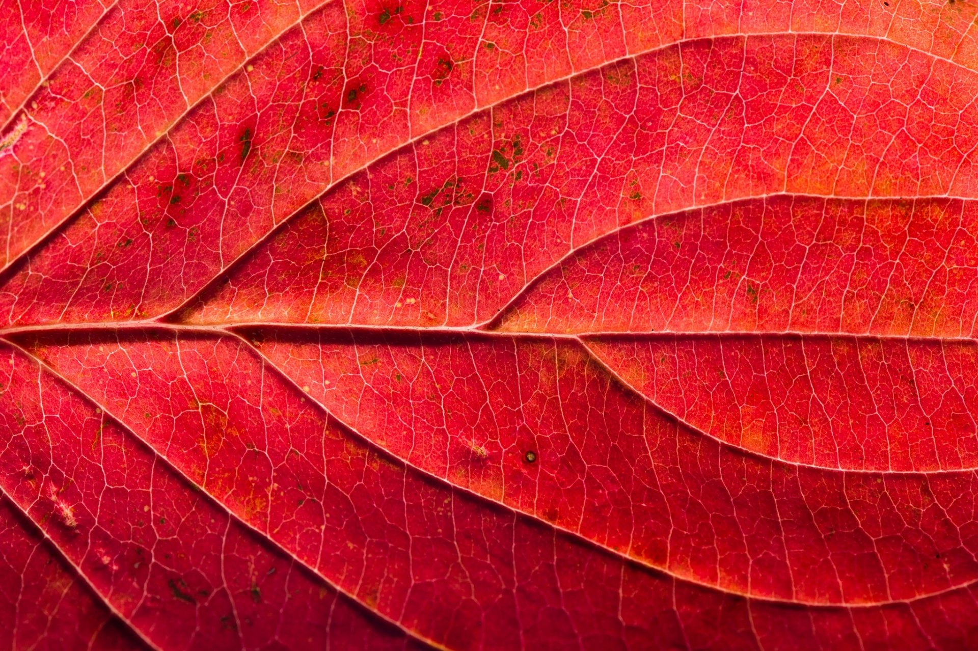 Download Macro Red Man Made Leaf HD Wallpaper