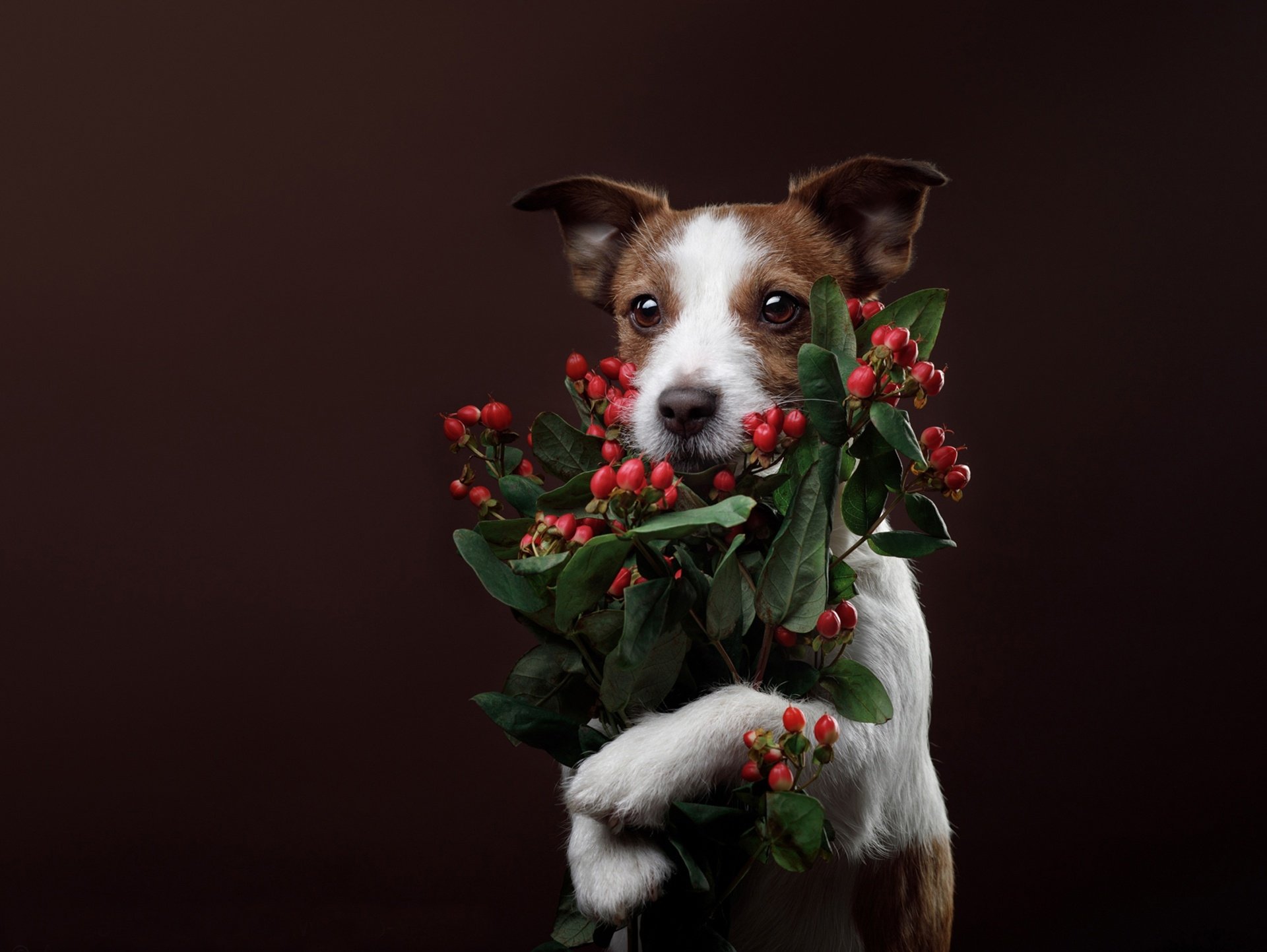 A terrier puppy holding a branch with red berries, captured in high-definition against a dark background, perfect as a PC desktop wallpaper.