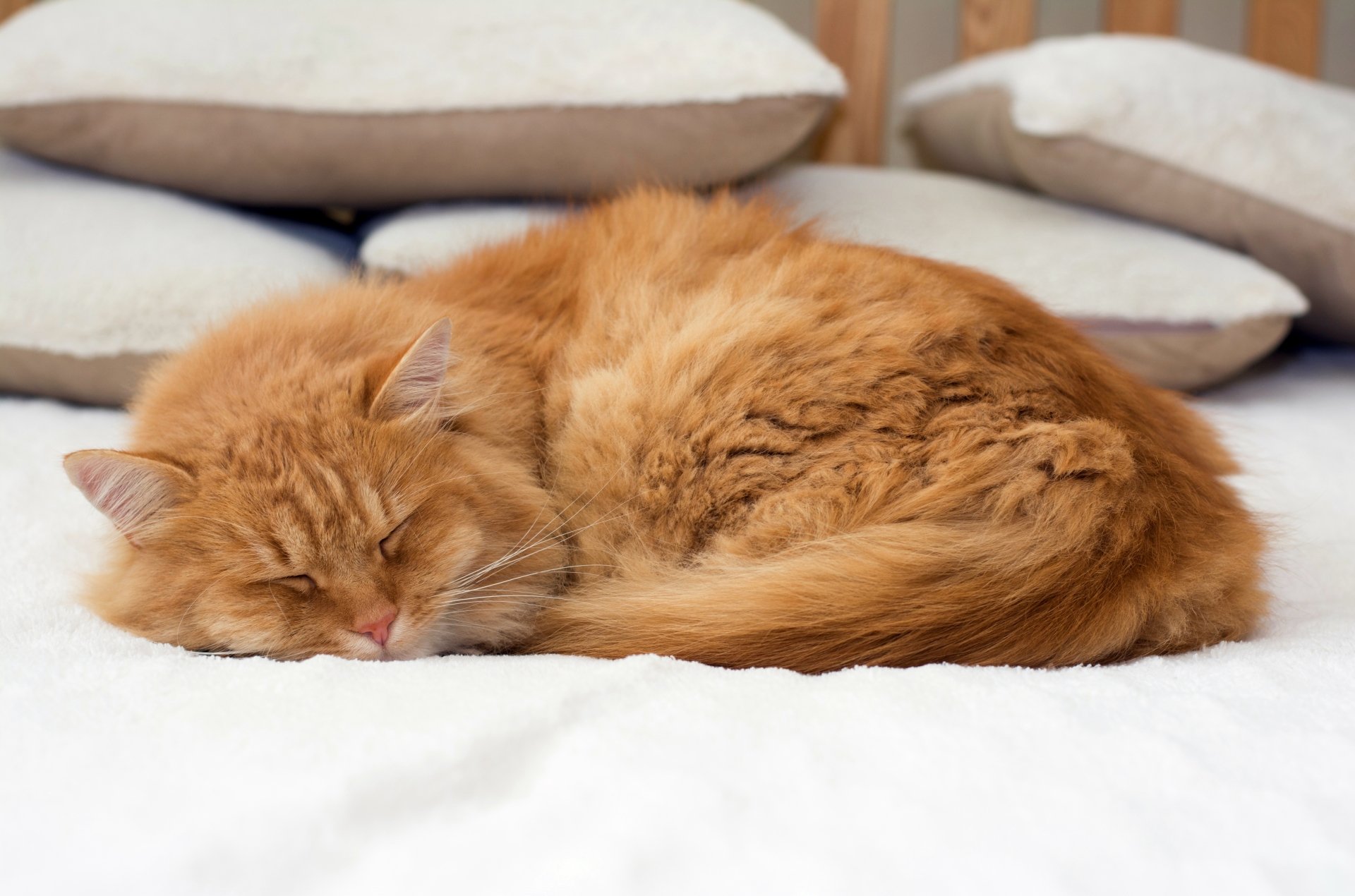 A fluffy orange cat peacefully sleeping on a soft white surface with cushions in the background. 4K Ultra HD PC desktop wallpaper and background.