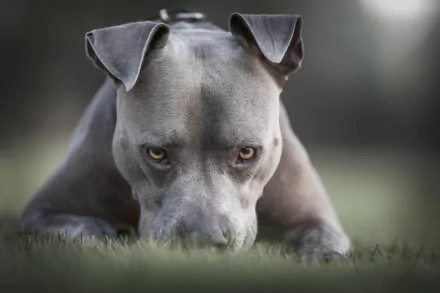 stare dog Animal american pit bull terrier HD Desktop Wallpaper | Background Image