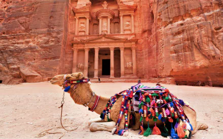  Camel Outside Temple in Jordan