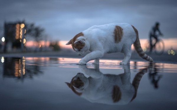 Animal Cat Reflection Water Depth Of Field HD Wallpaper | Background Image