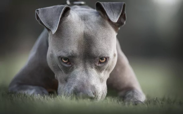 stare dog Animal american pit bull terrier HD Desktop Wallpaper | Background Image